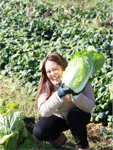 自家製の白菜の収穫