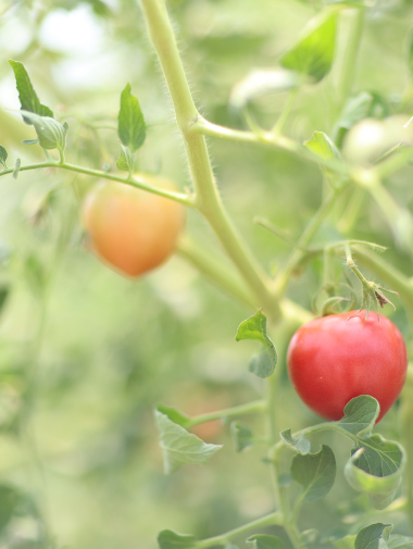 自家製野菜を振る舞うことも