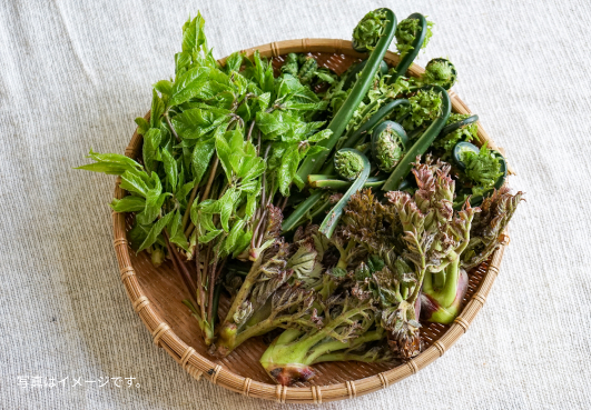 野草を摘みとお料理